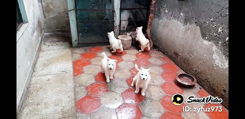 white Huskies breeder pair 5