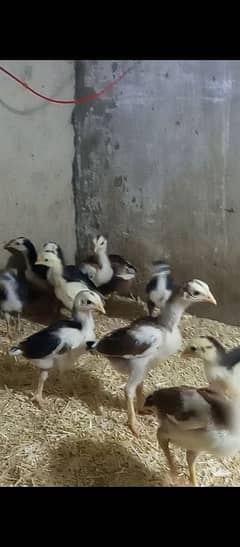 Quality aseel chicks for sale