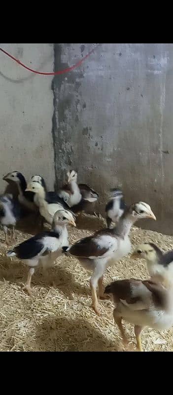 Quality aseel chicks for sale 0