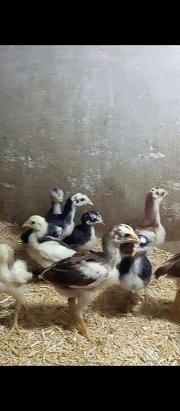 Quality aseel chicks for sale 5