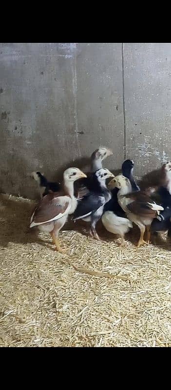 Quality aseel chicks for sale 6