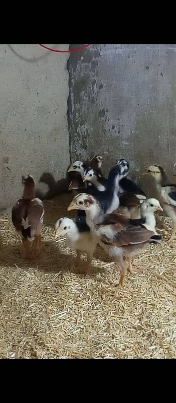 Quality aseel chicks for sale 7