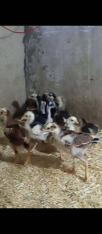 Quality aseel chicks for sale 8