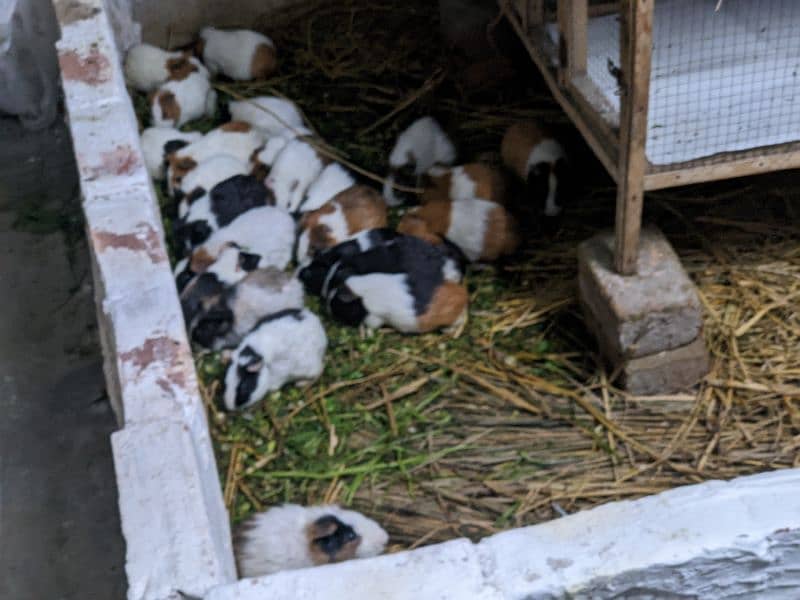 Guinea pigs 3