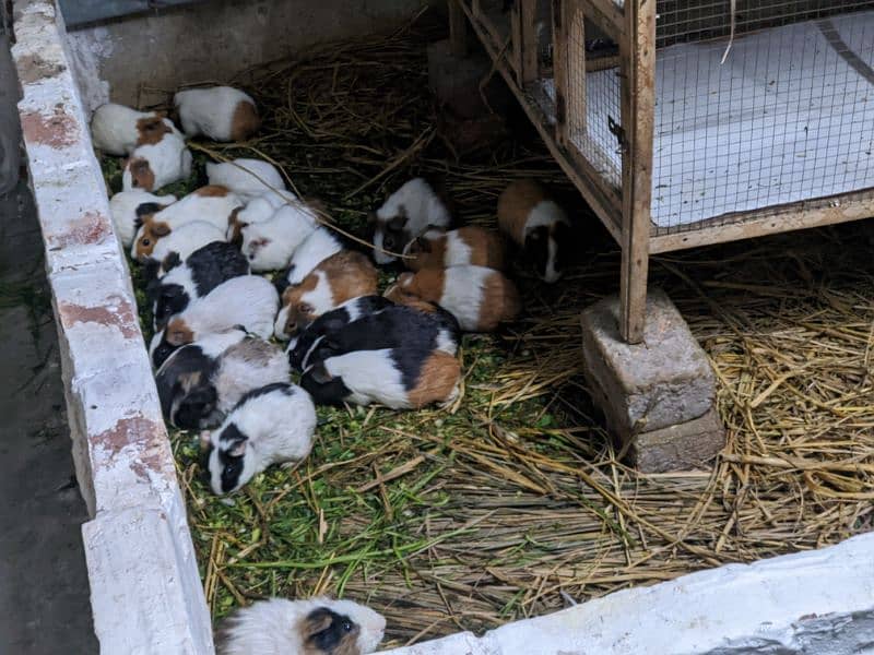 Guinea pigs 5