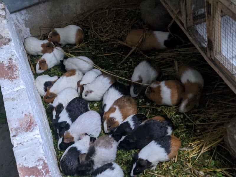 Guinea pigs 6