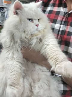 Persian punch face triple  coat crass mating available