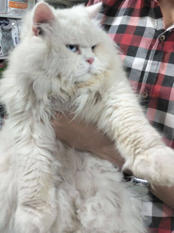 Persian punch face triple  coat crass mating available 0