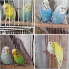 Budgies pair and love birds pair