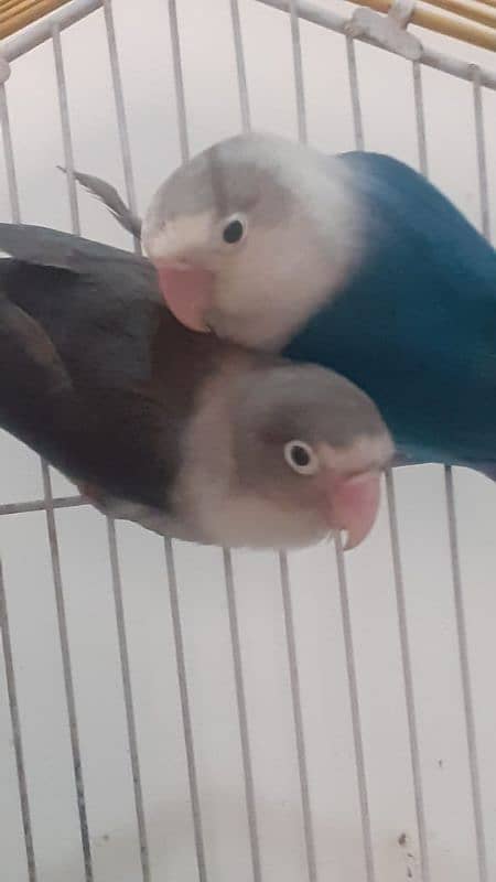 Budgies pair and love birds pair 4