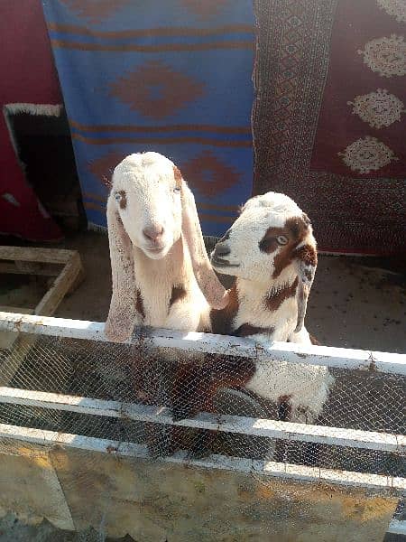 4 goats for sale 03465393135 1