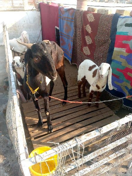 4 goats for sale 03465393135 2