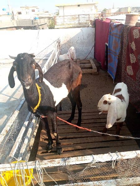 4 goats for sale 03465393135 3