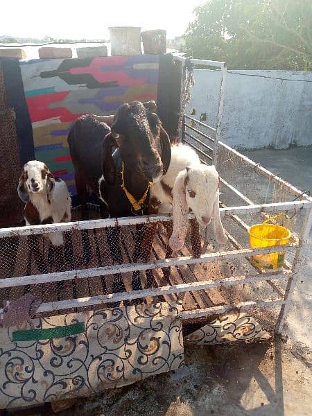 4 goats for sale 03465393135 5