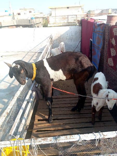 4 goats for sale 03465393135 6