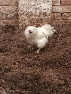 silkie