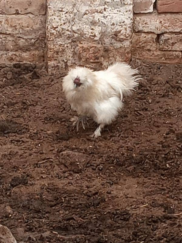 silkie breeder pair 0