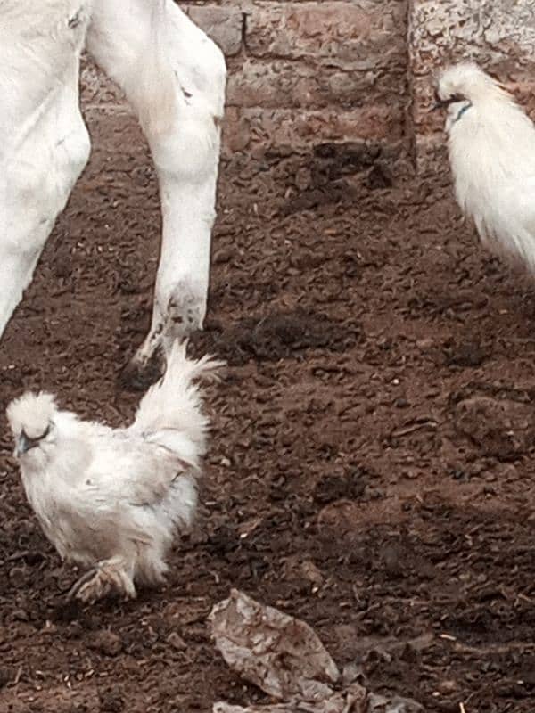 silkie breeder pair 1