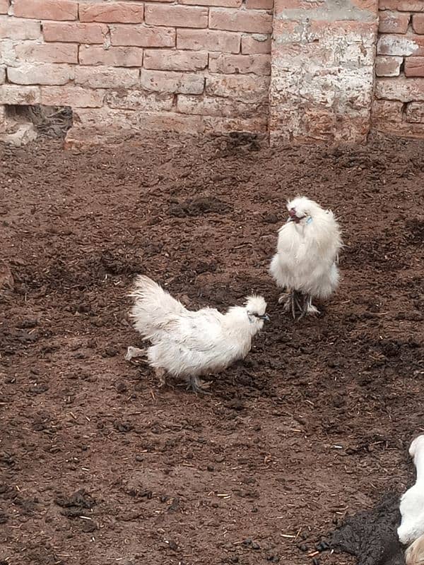 silkie breeder pair 2