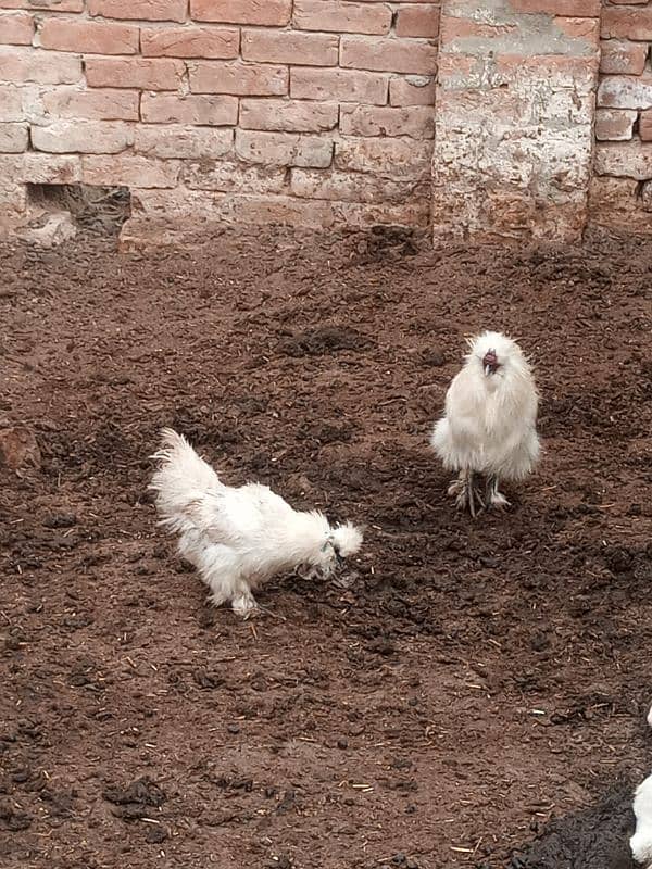 silkie breeder pair 3