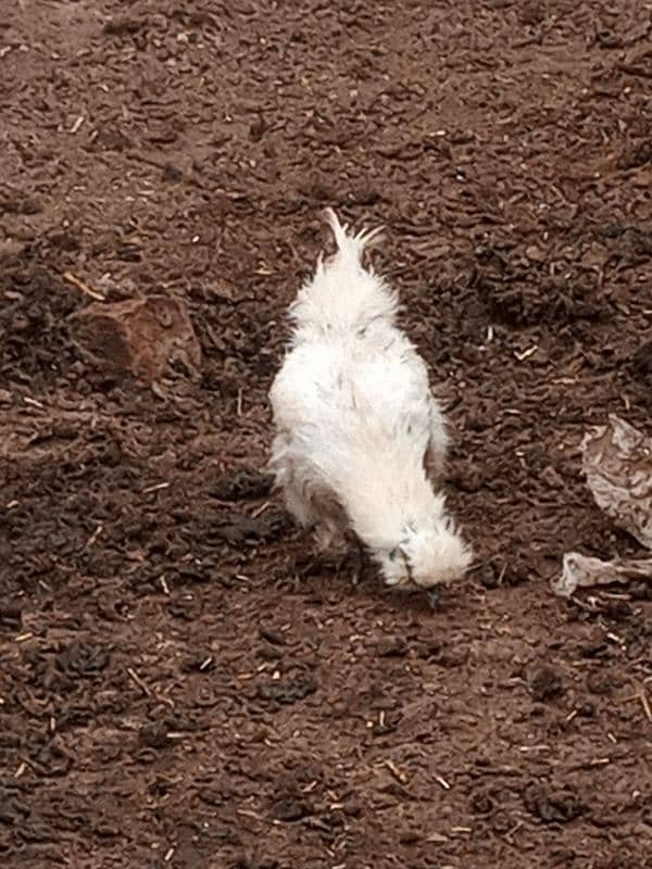 silkie breeder pair 4