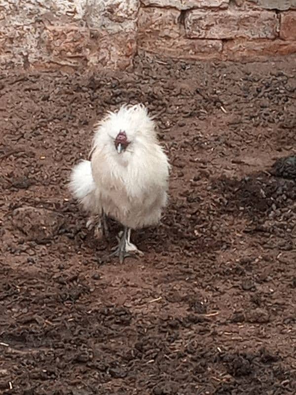 silkie breeder pair 5