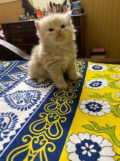 Persian kittens For Paid Adoption