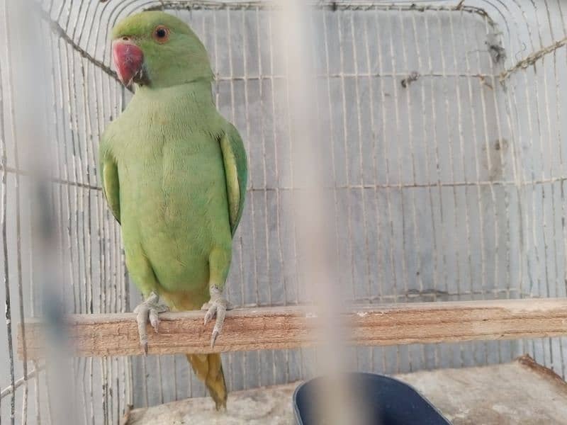 ringneck active female 0