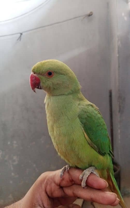 ringneck active female 1