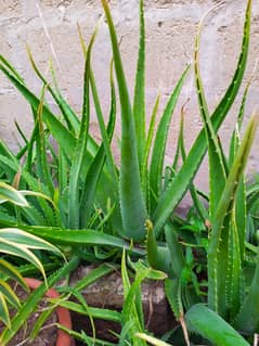 Aloe vera Plants for sale