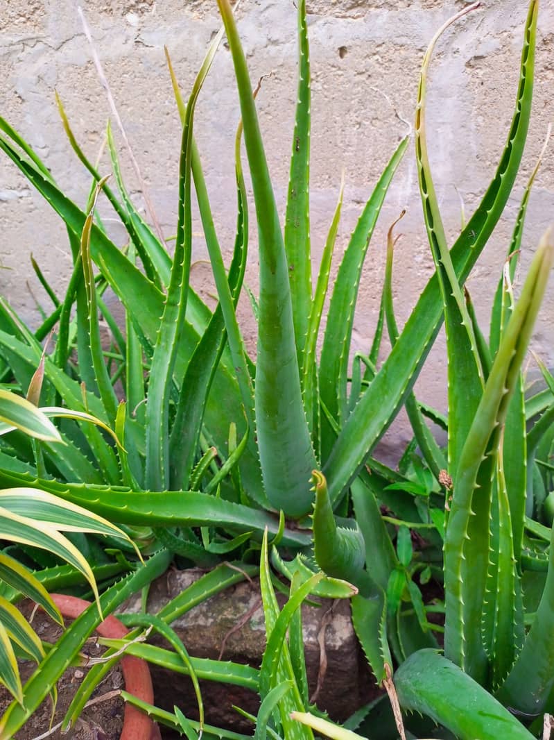 Aloe vera Plants for sale 0