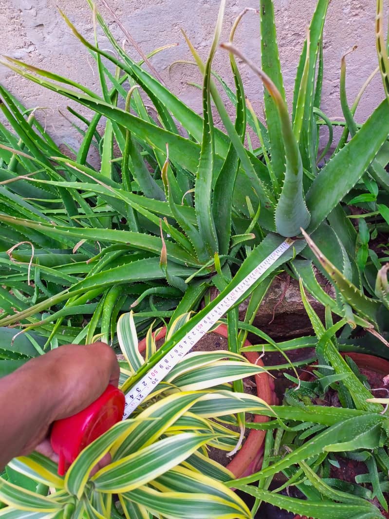 Aloe vera Plants for sale 1