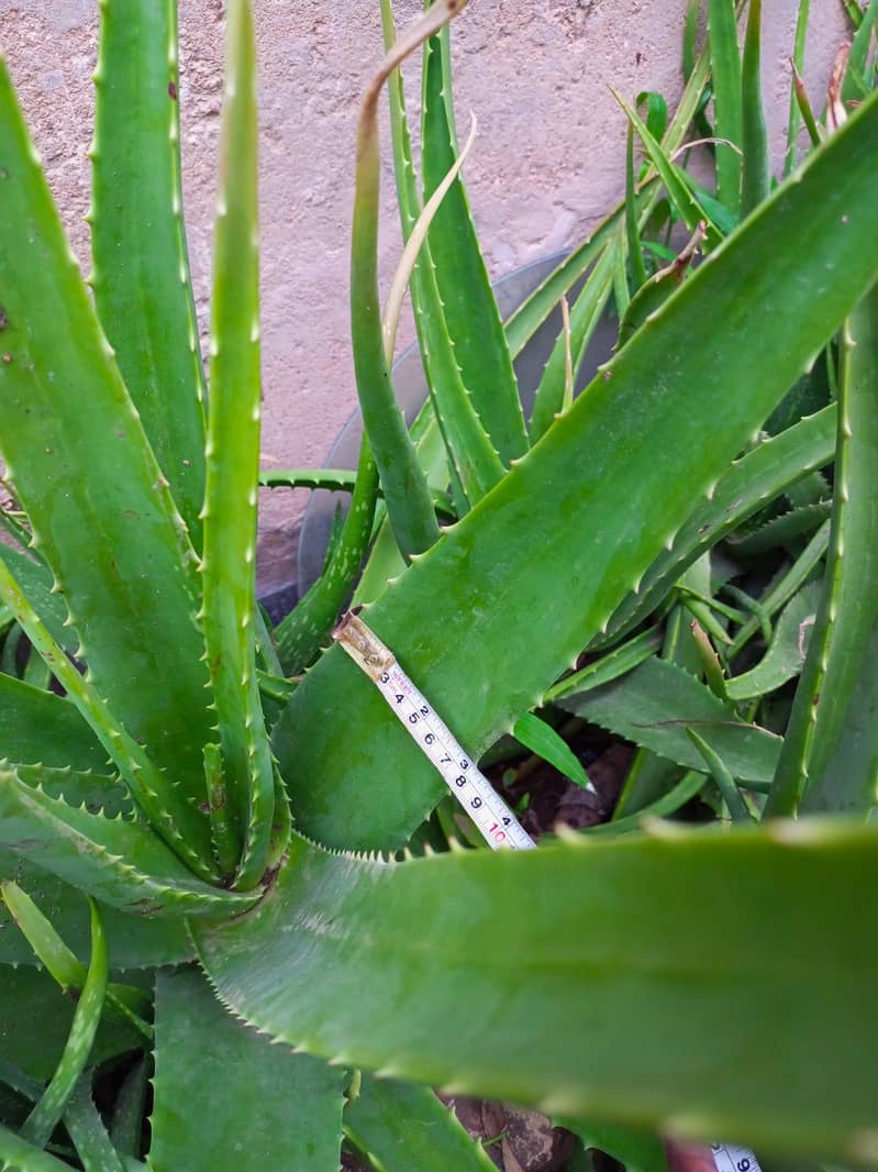 Aloe vera Plants for sale 2