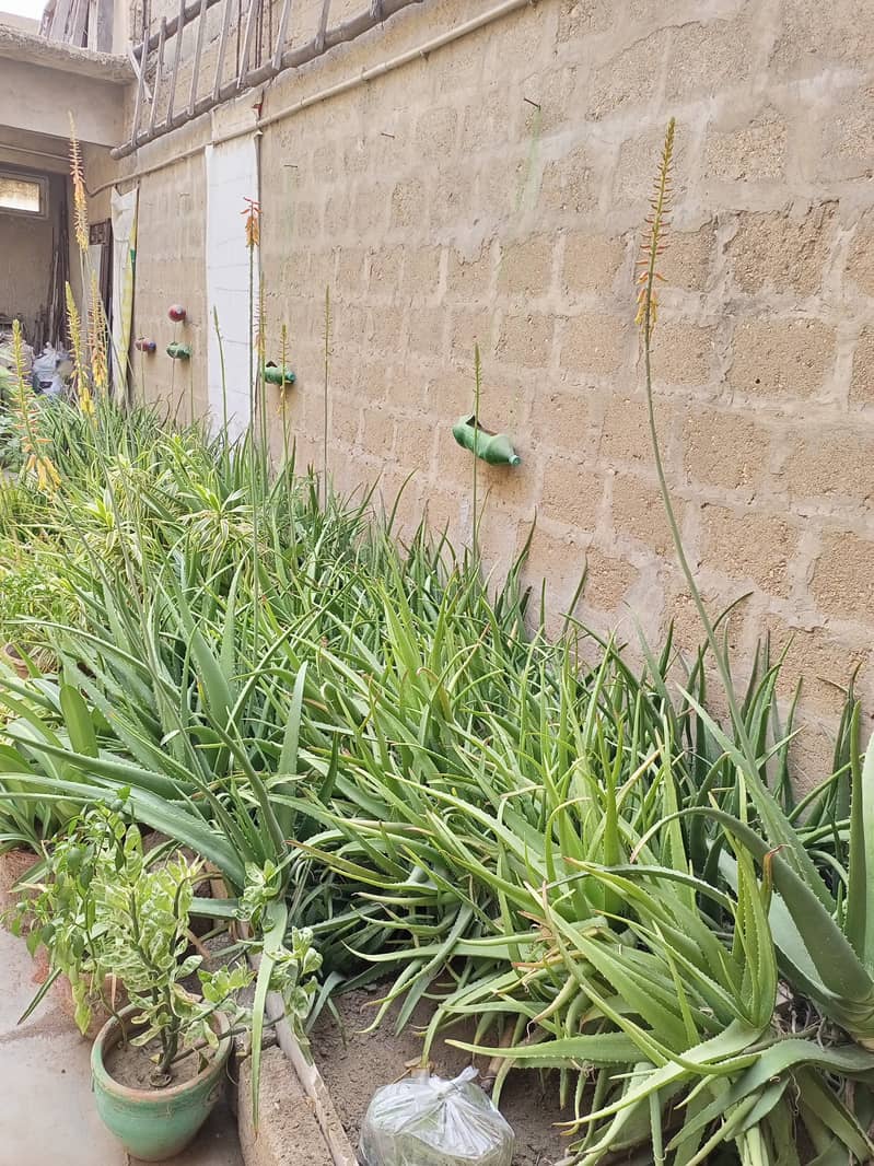 Aloe vera Plants for sale 4