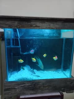 1.5 feet AQUARIUM with 10 small fish 1 parrot fish