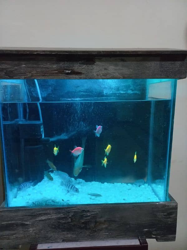 1.5 feet AQUARIUM with 10 small fish 1 parrot fish 1