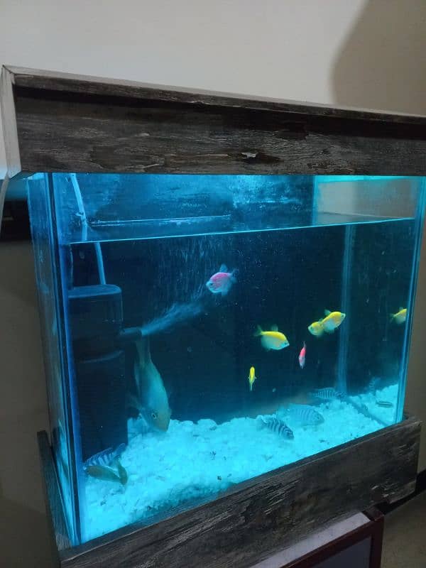 1.5 feet AQUARIUM with 10 small fish 1 parrot fish 2