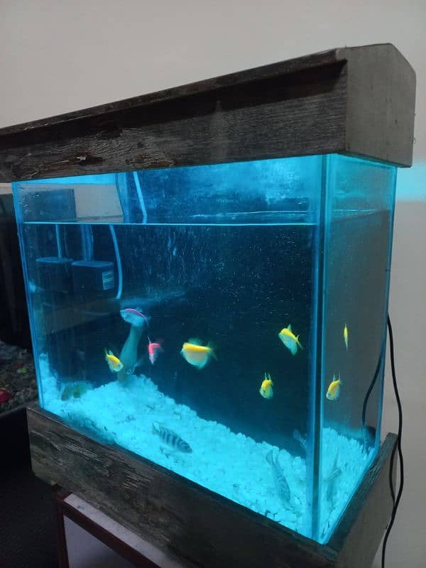 1.5 feet AQUARIUM with 10 small fish 1 parrot fish 3