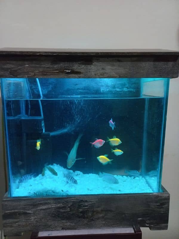 1.5 feet AQUARIUM with 10 small fish 1 parrot fish 4