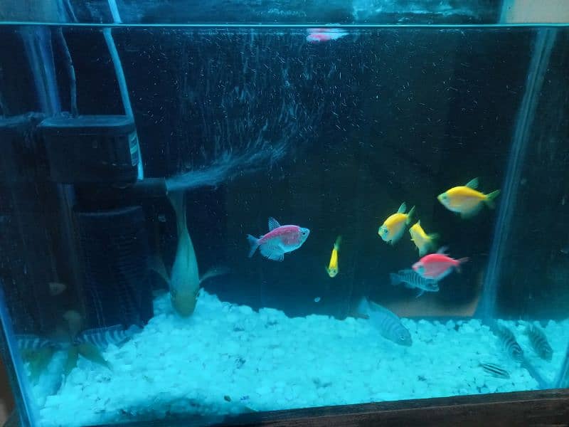 1.5 feet AQUARIUM with 10 small fish 1 parrot fish 5