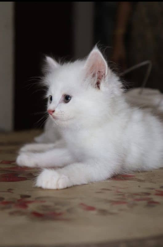 Persian kittens pair for sale wtsapp 0302/62/46/252 0