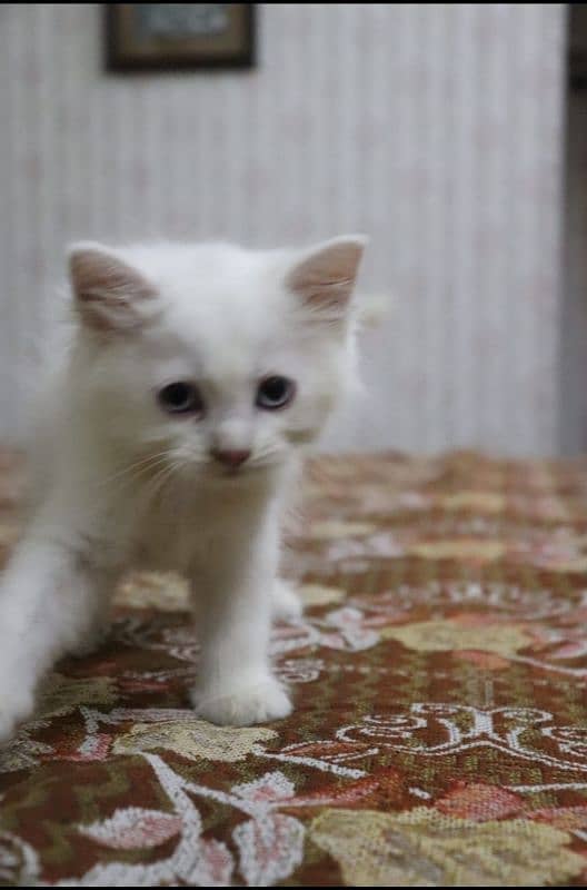 Persian kittens pair for sale wtsapp 0302/62/46/252 1