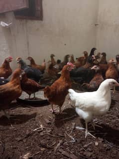 golden misri hens available 150 pieces 03285115950