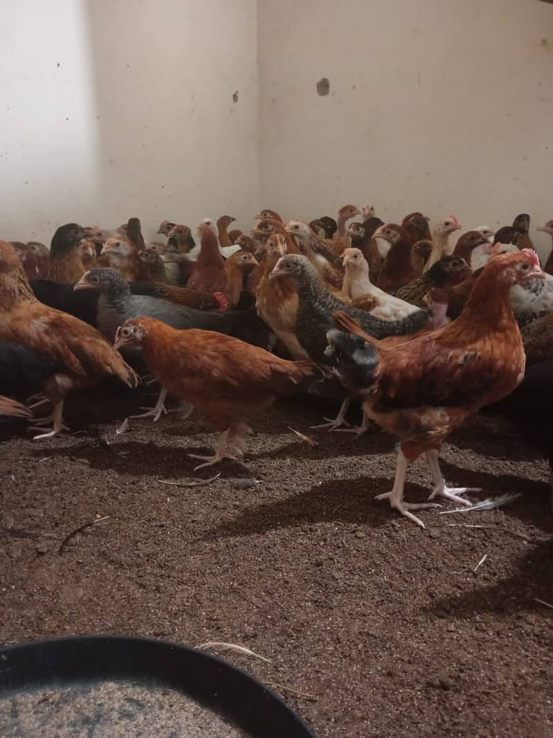 golden misri hens available 150 pieces 03285115950 1