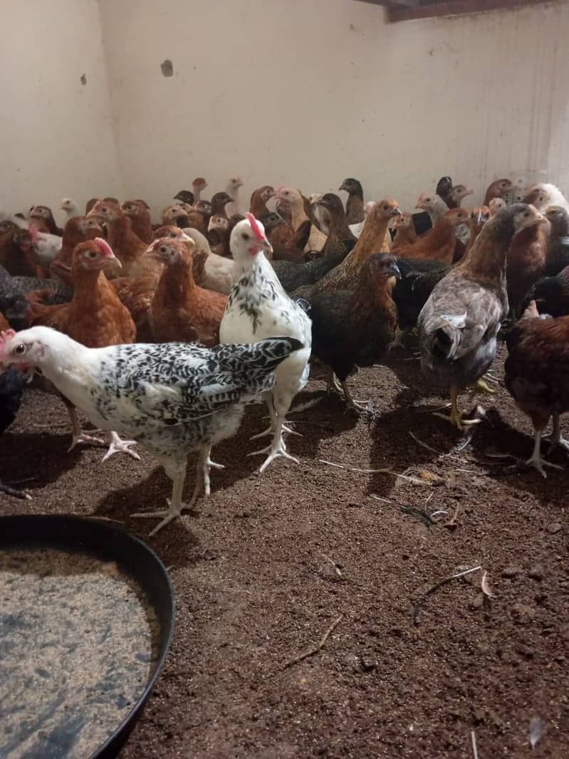 golden misri hens available 150 pieces 03285115950 2