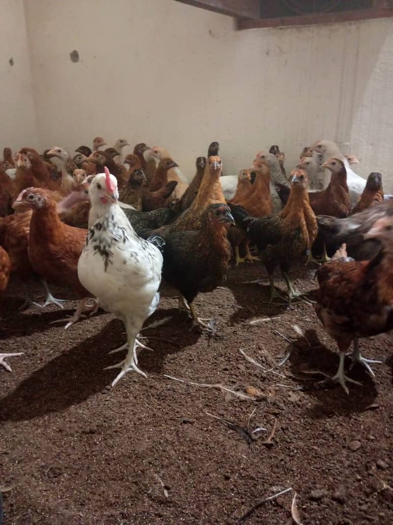 golden misri hens available 150 pieces 03285115950 3