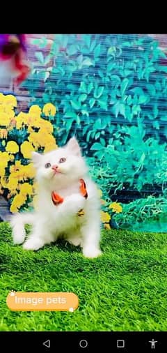 Persian cat