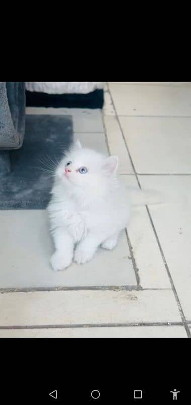 Persian cat 4