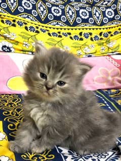 Persian Kittens Triple Coated