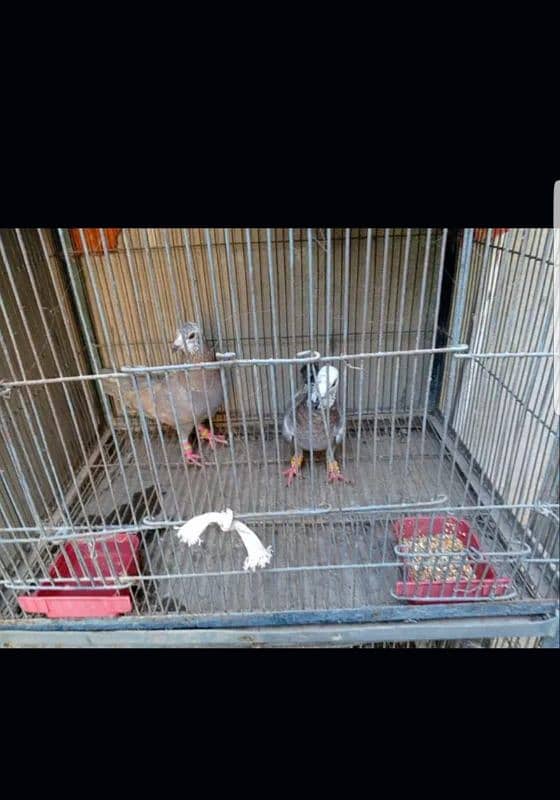 healthy & active pair for sale 1